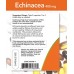 NOW Echinacea 400mg
